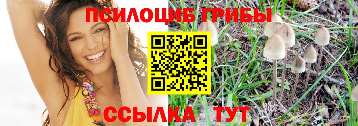 Казань  Галлюциногенные грибы GOLDEN TEACHER  Вход с VPN  Псилоцибиновые грибы Psilocybe 